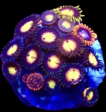 WYSIWYG Zoanthid Frag B5