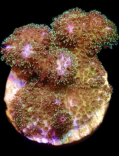 WYSIWYG 7K Sparkling Tinsel Pocillopora Frag