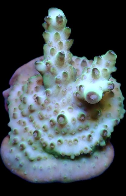 WYSIWYG 11i Acropora Granulosa Frag