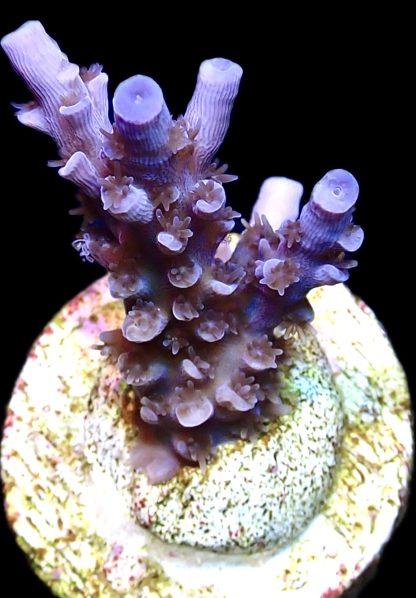 WYSIWYG 23B Blue Curacao Acropora