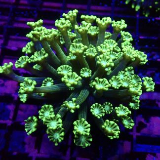 WYSIWYG Metallic Lime Alvepora Colony ( Over 75 Polyps )