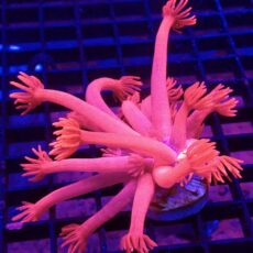 WYSIWYG Flamboyant Flamingo Goniopora 21