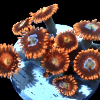 WYSIWYG  Zoanthid Frag Q3