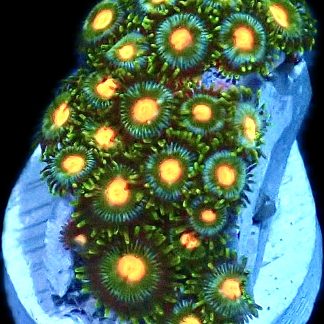 WYSIWYG  Zoanthid Frag Q9
