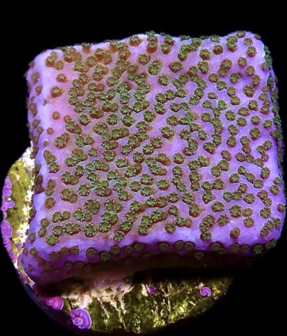 WYSIWYG 13C Pokerstar Montipora Frag