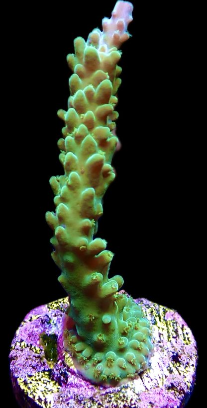 WYSIWYG 13i Hulk Staghorn Acropora Frag Large