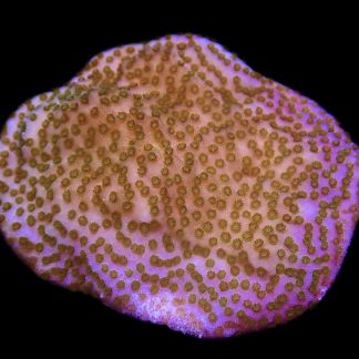 WYSIWYG 13J Pokerstar Montipora Frag
