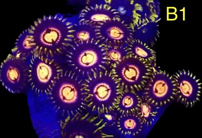 WYSIWYG  Zoanthid Frag B1