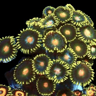 WYSIWYG  Zoanthid Frag Q8