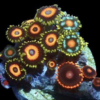 WYSIWYG  Zoanthid Frag Q10