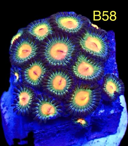 WYSIWYG Zoanthid Frag B58