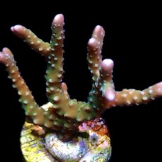 WYSIWYG 24B Pink Pearl Anacropora Frag - Large