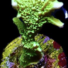 WYSIWYG M6 Elkhorn Montipora