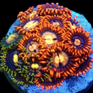 WYSIWYG  Zoanthid Frag B1