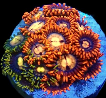 WYSIWYG  Zoanthid Frag B1