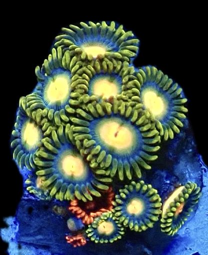 WYSIWYG Zoanthid Frag B6
