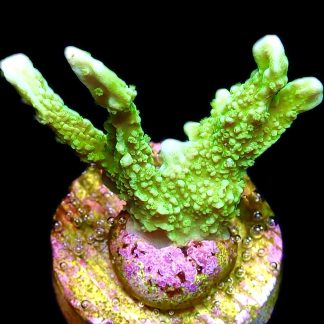 WYSIWYG 7H Elkhorn Montipora