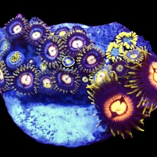 WYSIWYG Zoanthid Frag B58