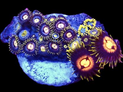 WYSIWYG Zoanthid Frag B58