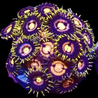 WYSIWYG  Zoanthid Frag B59