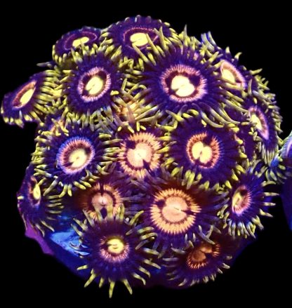 WYSIWYG  Zoanthid Frag B59