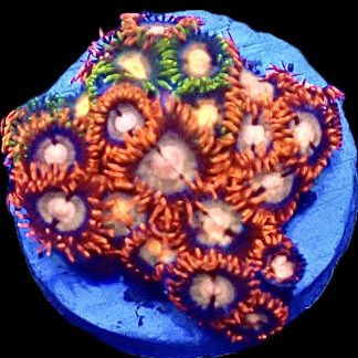 WYSIWYG Zoanthid Frag B21