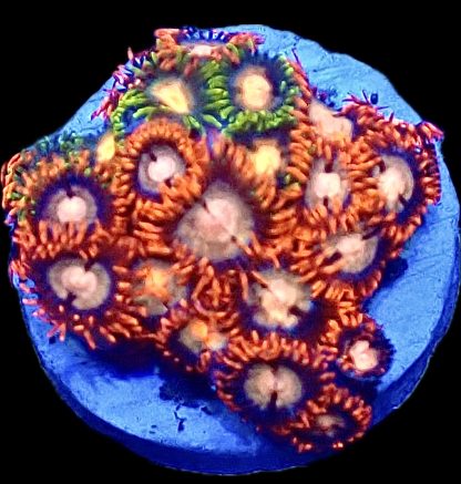 WYSIWYG Zoanthid Frag B21