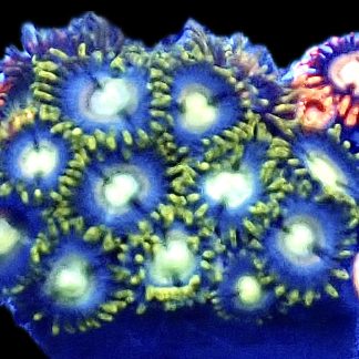 WYSIWYG  Zoanthid Frag B25