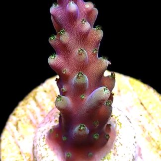 WYSIWYG 15D Purple Monster Acropora Frag