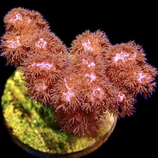WYSIWYG 12C Cherry Tree Pocillopora Frag