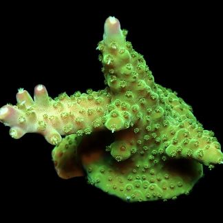 WYSIWYG 16E Rainbow Loom Acropora Frag