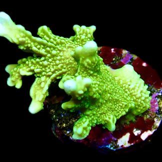 WYSIWYG 7H Elkhorn Montipora