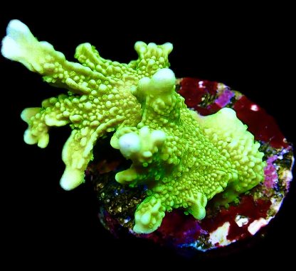 WYSIWYG 7H Elkhorn Montipora
