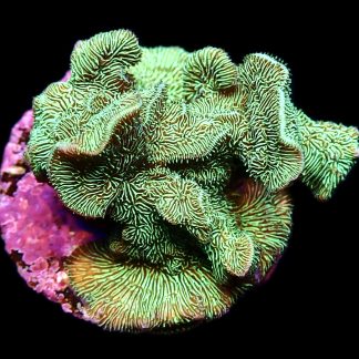 WYSIWYG 19F Ultra Metallic Scrolling Pavona Frag