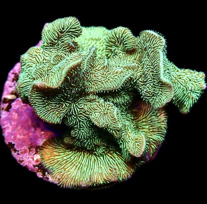 WYSIWYG 19F Ultra Metallic Scrolling Pavona Frag