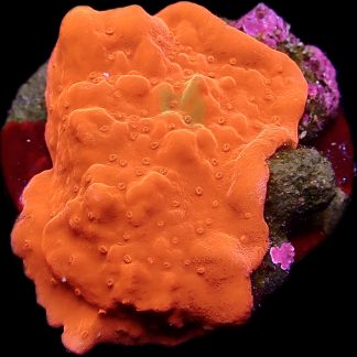 Ultra Bright  Montipora Setosa Frag