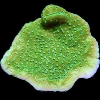 WYSIWYG 13J Ultra Emerald / Pink Rim Plating Montipora Frag