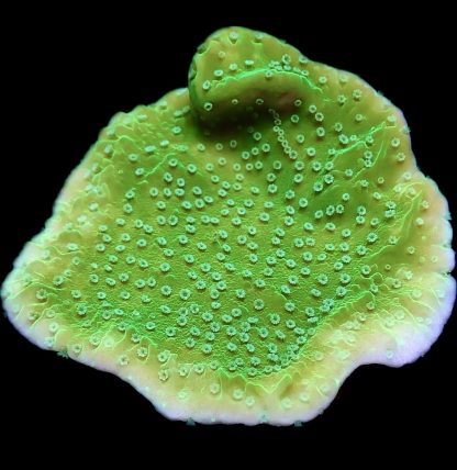 WYSIWYG 13J Ultra Emerald / Pink Rim Plating Montipora Frag