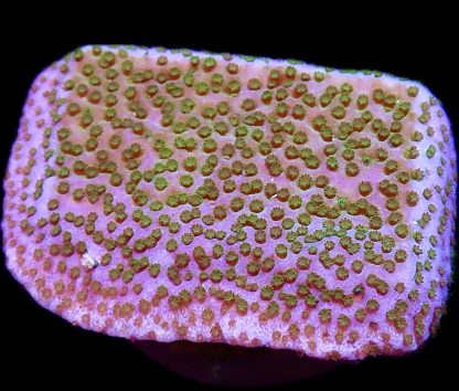 WYSIWYG 16i Pokerstar Montipora Frag