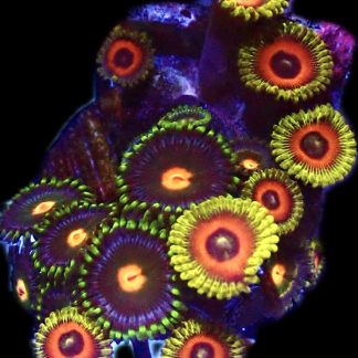WYSIWYG  Zoanthid Frag P4