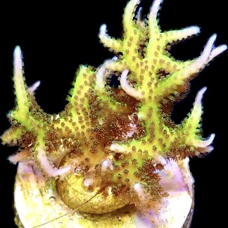 WYSIWYG 10G Limeberry Hysterix Frag