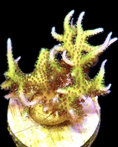 WYSIWYG 10G Limeberry Hysterix Frag