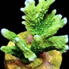 WYSIWYG 7G Elkhorn Montipora