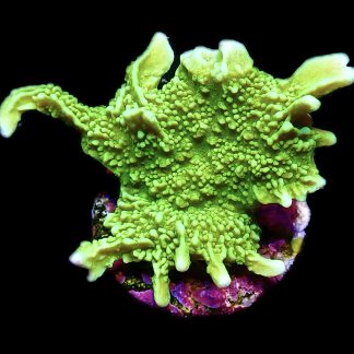 WYSIWYG 11i Elkhorn Montipora