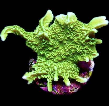 WYSIWYG 11i Elkhorn Montipora