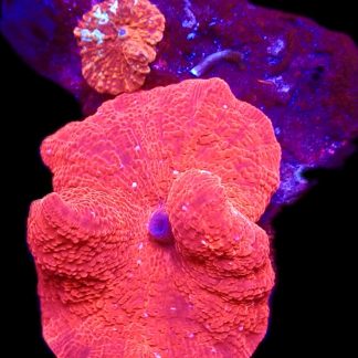 WYSIWYG T1 Ultra Mushroom Rock