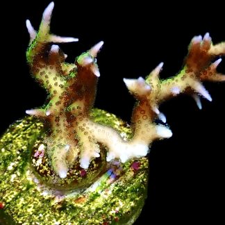 WYSIWYG 17D Limeberry Hysterix Frag