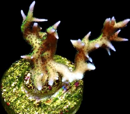 WYSIWYG 17D Limeberry Hysterix Frag