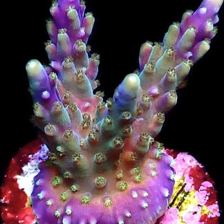 WYSIWYG 14E Purple Monster Acropora Frag