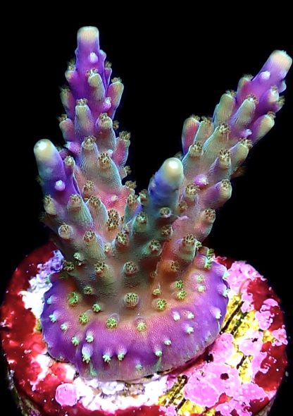 WYSIWYG 14E Purple Monster Acropora Frag